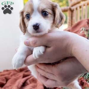 Gina, Cavachon Puppy